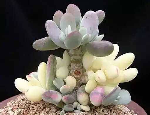 出锦的多肉叶插还会出锦吗,多肉出锦水培会退锦吗