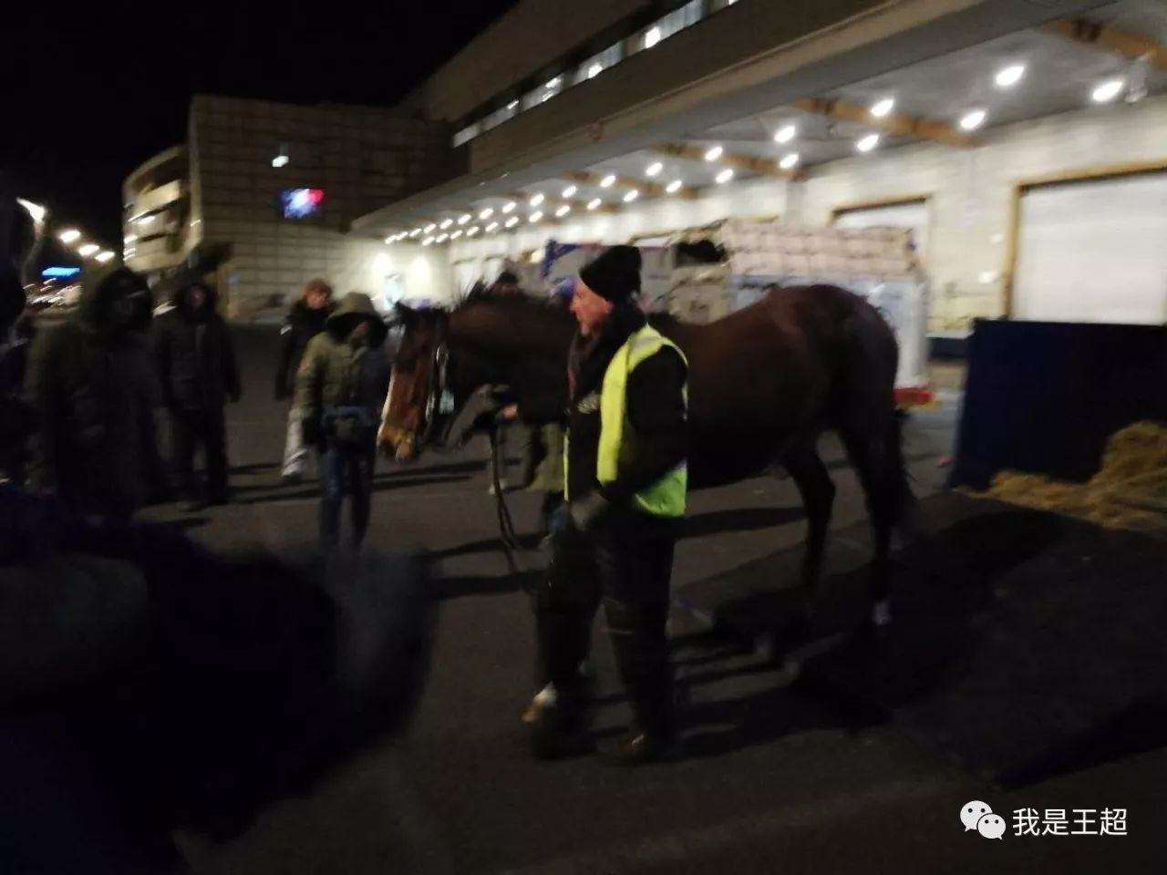 「多图」听说张总买的一飞机爱尔兰纯血马到首都机场了，我们去看了看