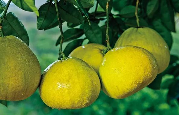 梁平区的未来,梁平区近十年的变化