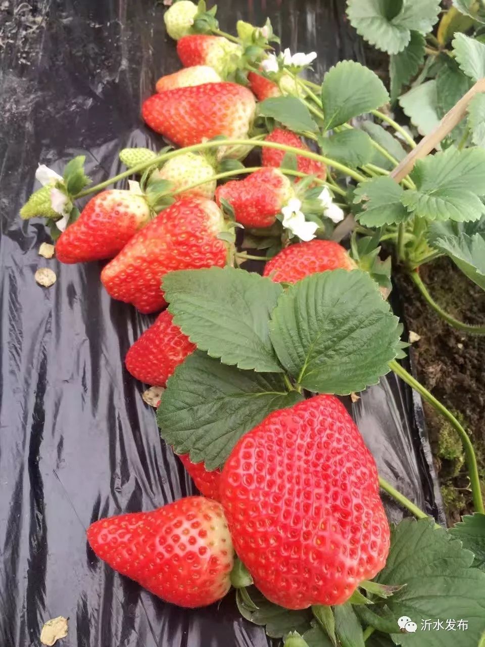 沂水妙香草莓,沂水草莓采摘园
