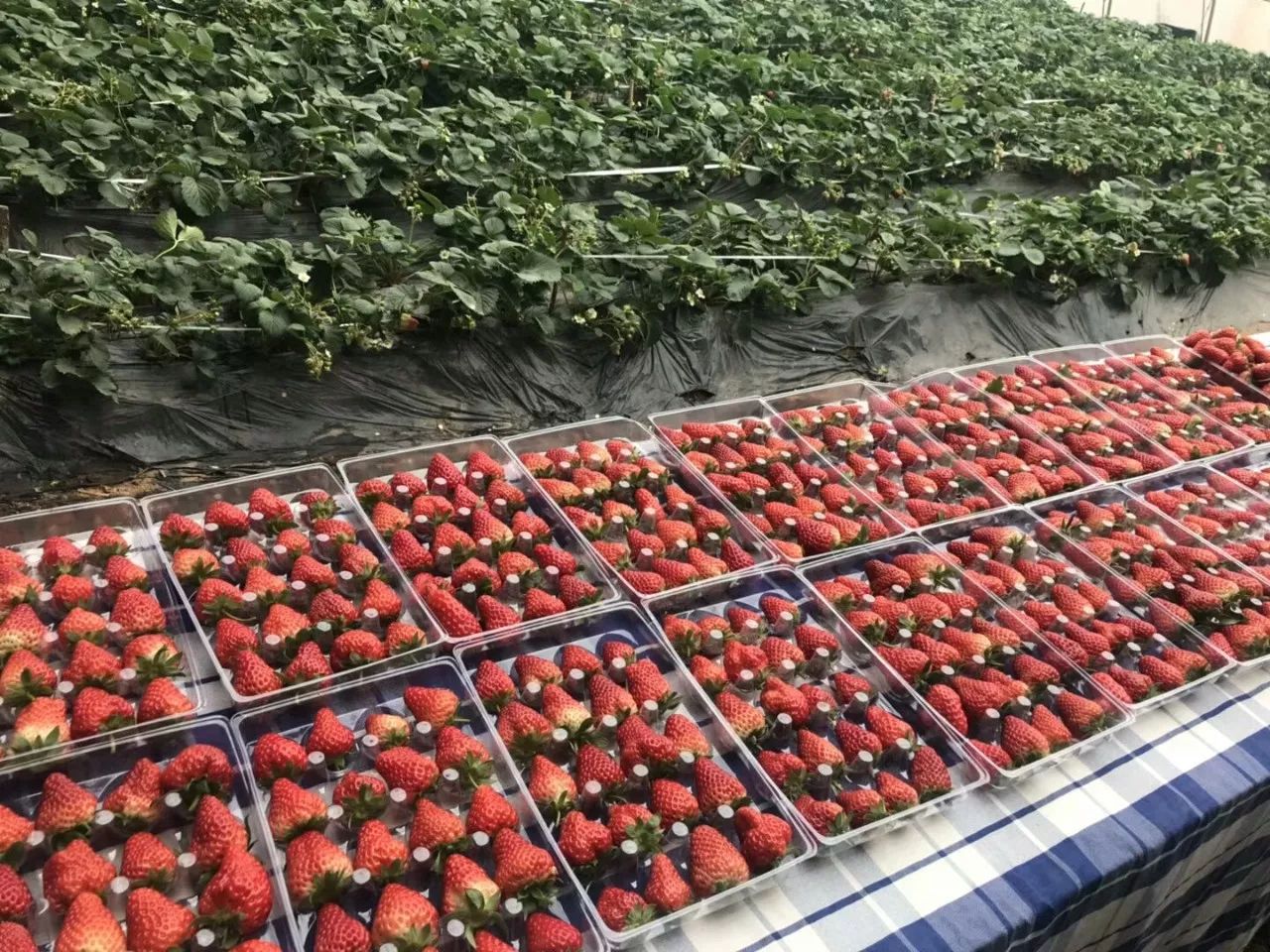 沂水妙香草莓,沂水草莓采摘园