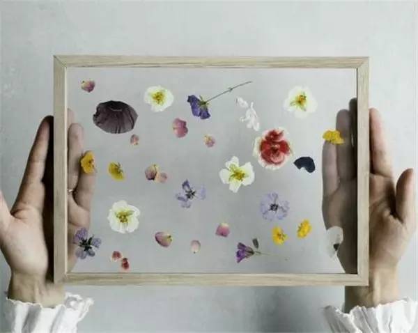 自己在家怎么做植物标本 (秋天如何做植物标本)