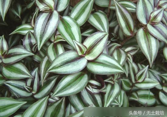 去甲醛效果最好的植物,去甲醛最好植物排行榜