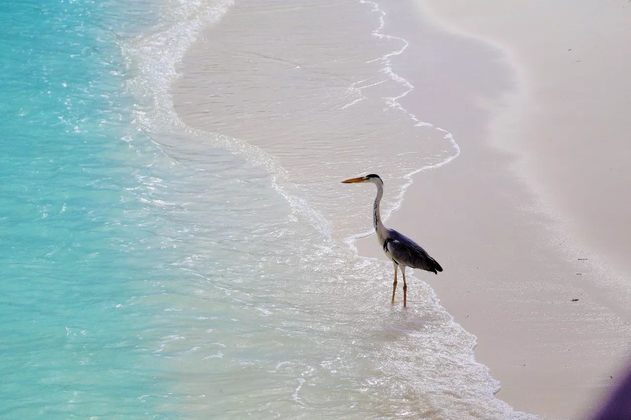 马尔代夫选岛攻略教你如何比别人省下5万块！