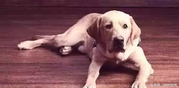 狗狗呕吐的常见原因和应对,导致狗狗呕吐常见的8个原因