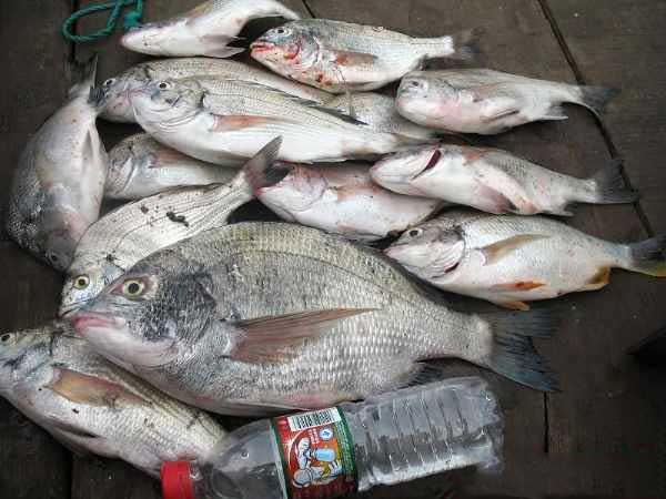 九种冬天也能钓的鱼,海边野钓有什么鱼好吃