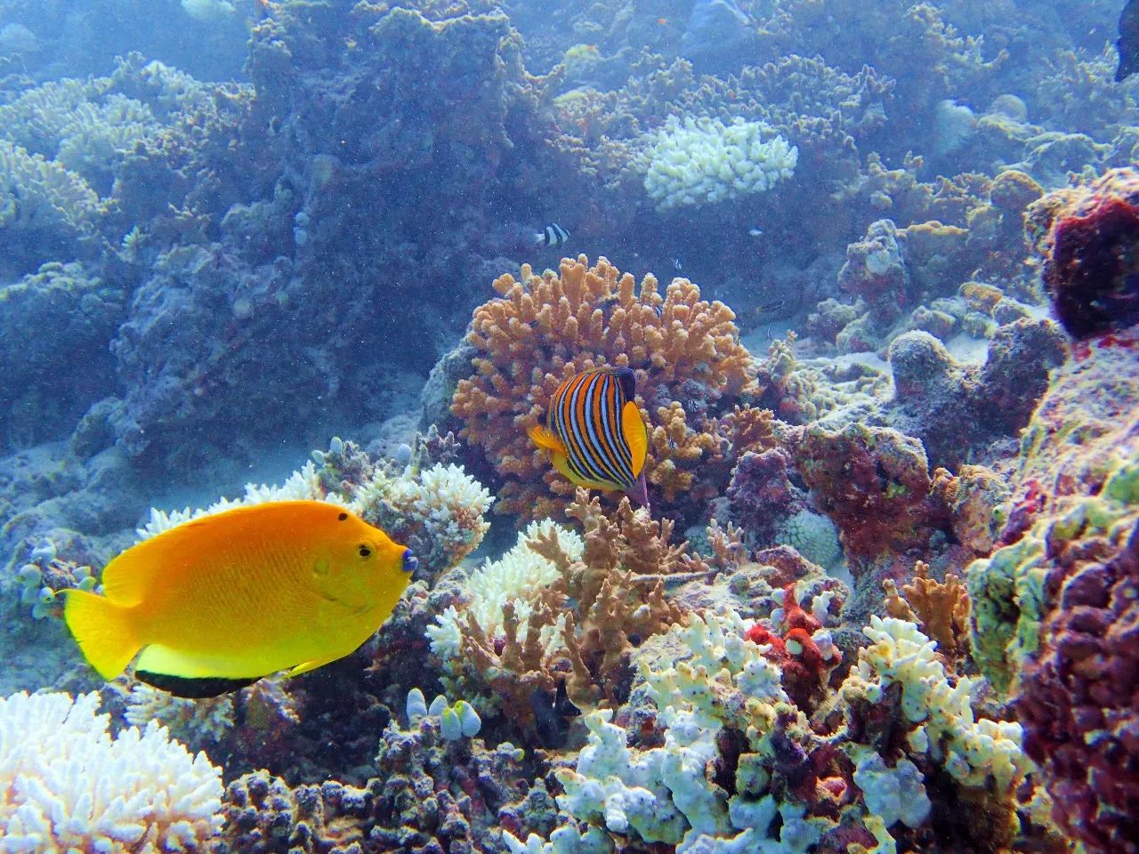 马尔代夫选岛攻略教你如何比别人省下5万块！