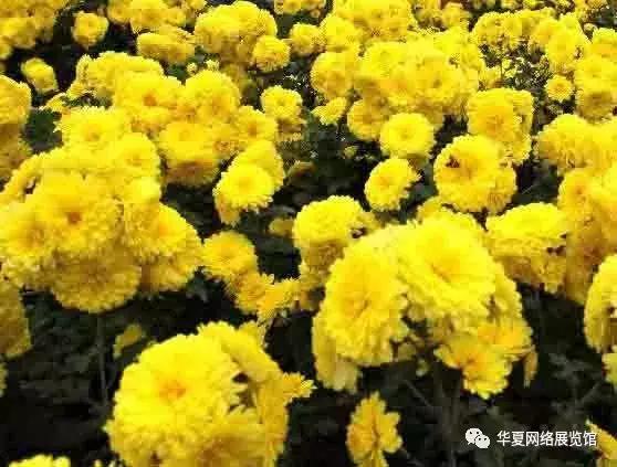 怀庆府四大特产为啥好,焦作怀庆府山药酒42度