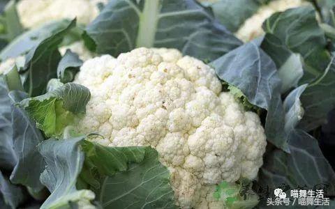 焗花菜需要焯水吗,珍珠花菜用不用先焯水