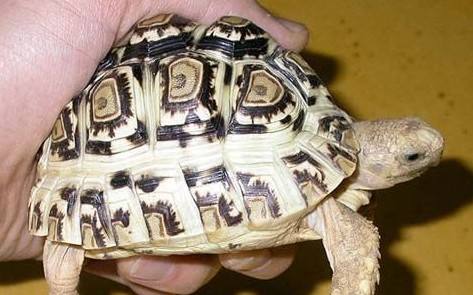 新手养龟陆龟推荐,十大合适新手养的陆龟