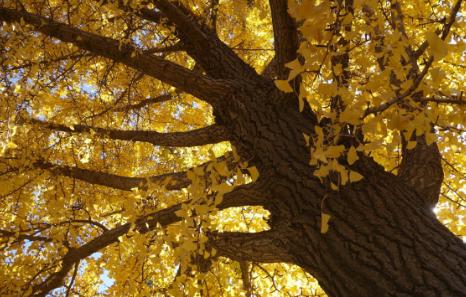 家里放什么能够阻挡一些污秽之物,屋里放什么能够辟邪