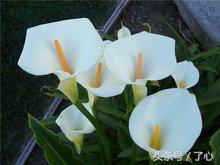 关于马蹄莲的知识,马蹄莲怎么养花必备知识