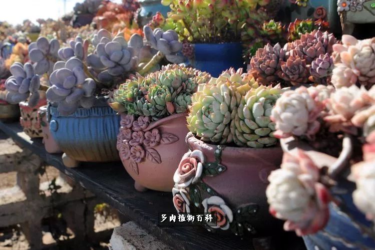 自己做多肉花盆，美肉美盆让阳台更加色彩！