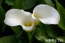 关于马蹄莲的知识,马蹄莲怎么养花必备知识