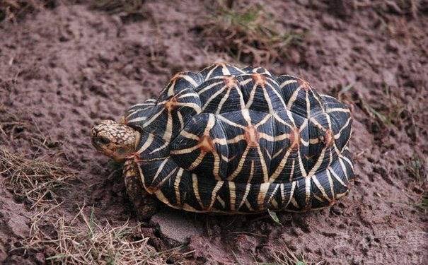 新手养龟陆龟推荐,十大合适新手养的陆龟