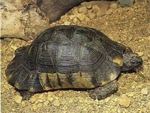 新手养龟陆龟推荐,十大合适新手养的陆龟