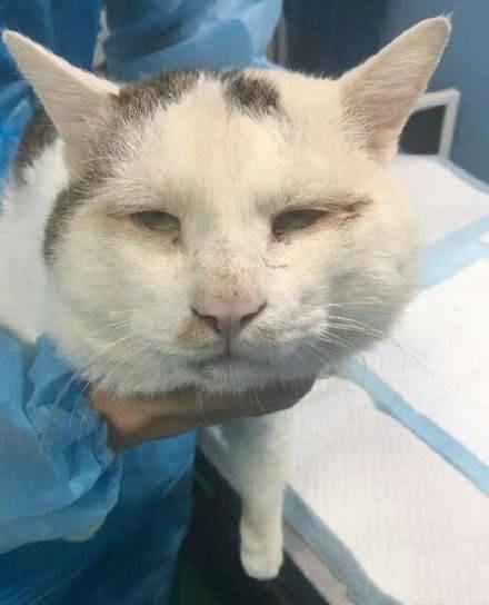 天讷！动物界也兴起割“双眼皮”啦？瞬间让一只猫成为网红！