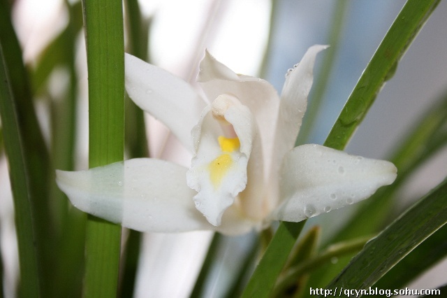 精品兰花真的值钱吗,值钱的兰花有什么特征
