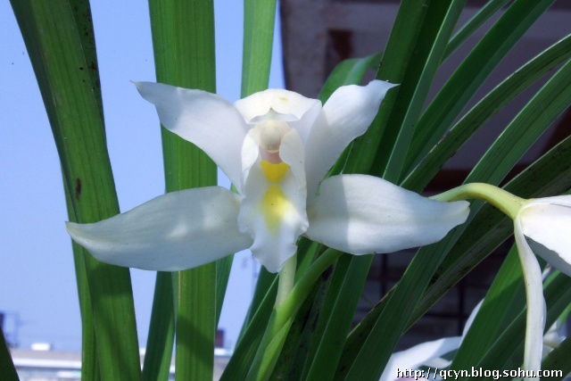 精品兰花真的值钱吗,值钱的兰花有什么特征