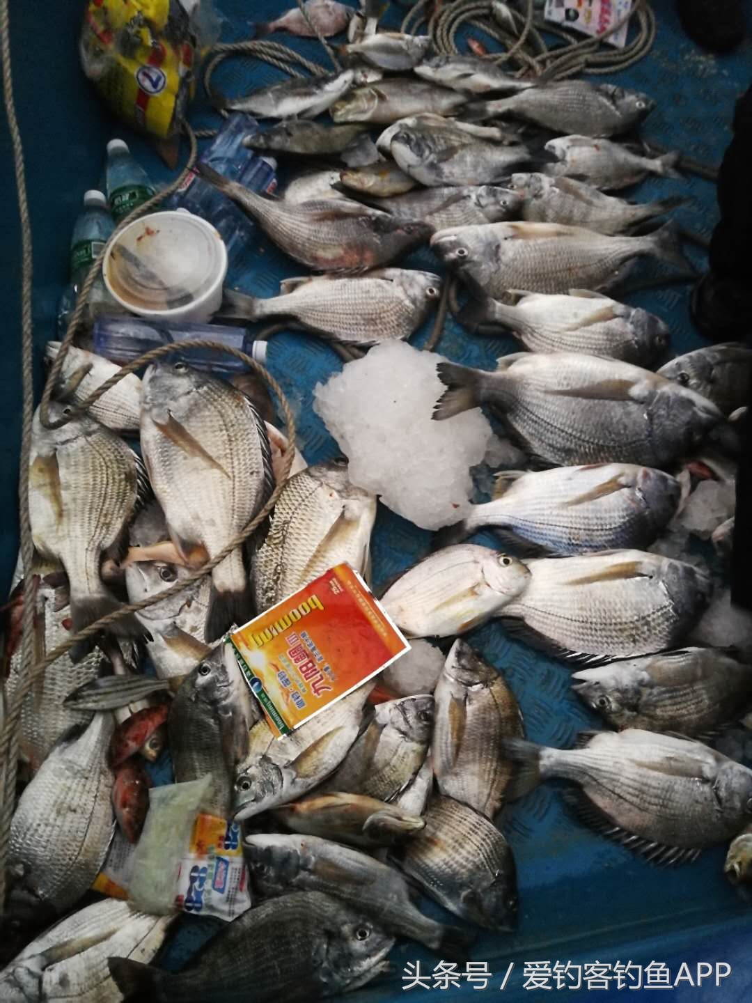 万山船矶寻钓白立——爆箱经验分享