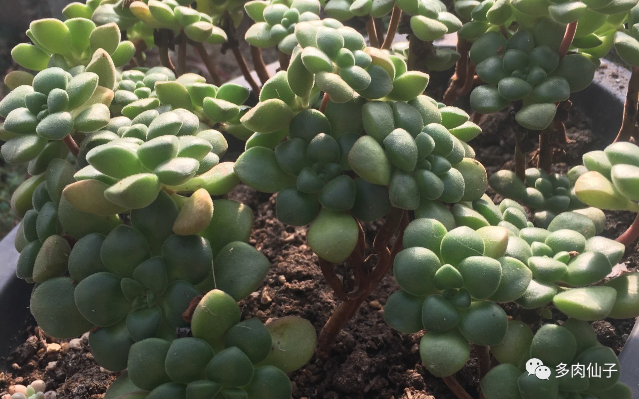 养多肉记住这2点30天长成大胖子,多肉最难伺候的方法