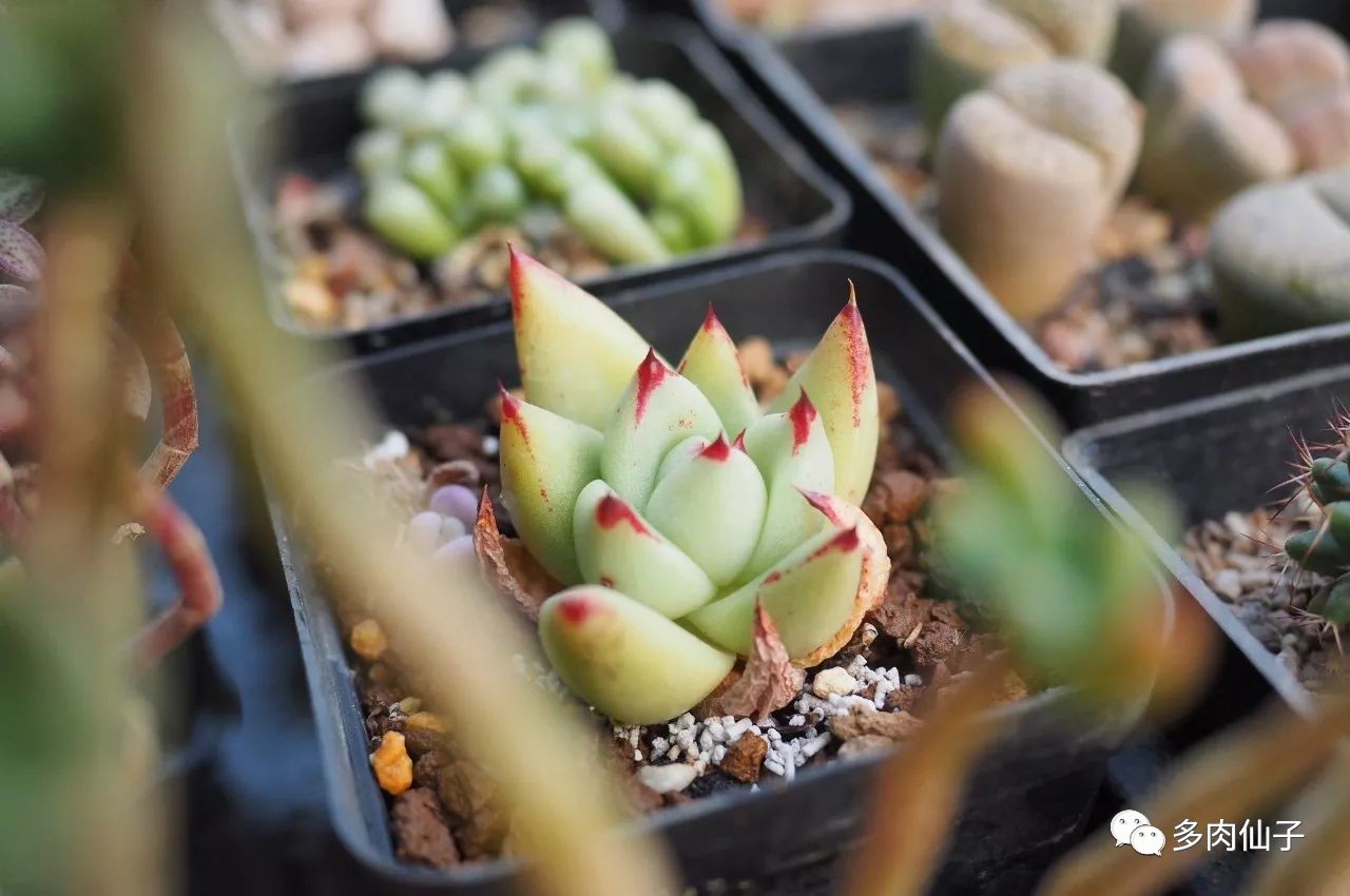 养多肉记住这2点30天长成大胖子,多肉最难伺候的方法