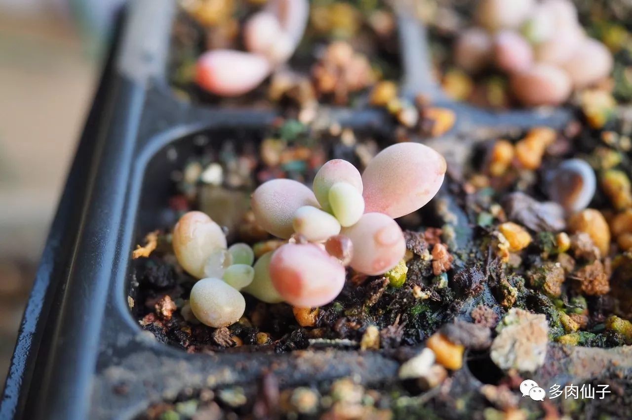 养多肉记住这2点30天长成大胖子,多肉最难伺候的方法