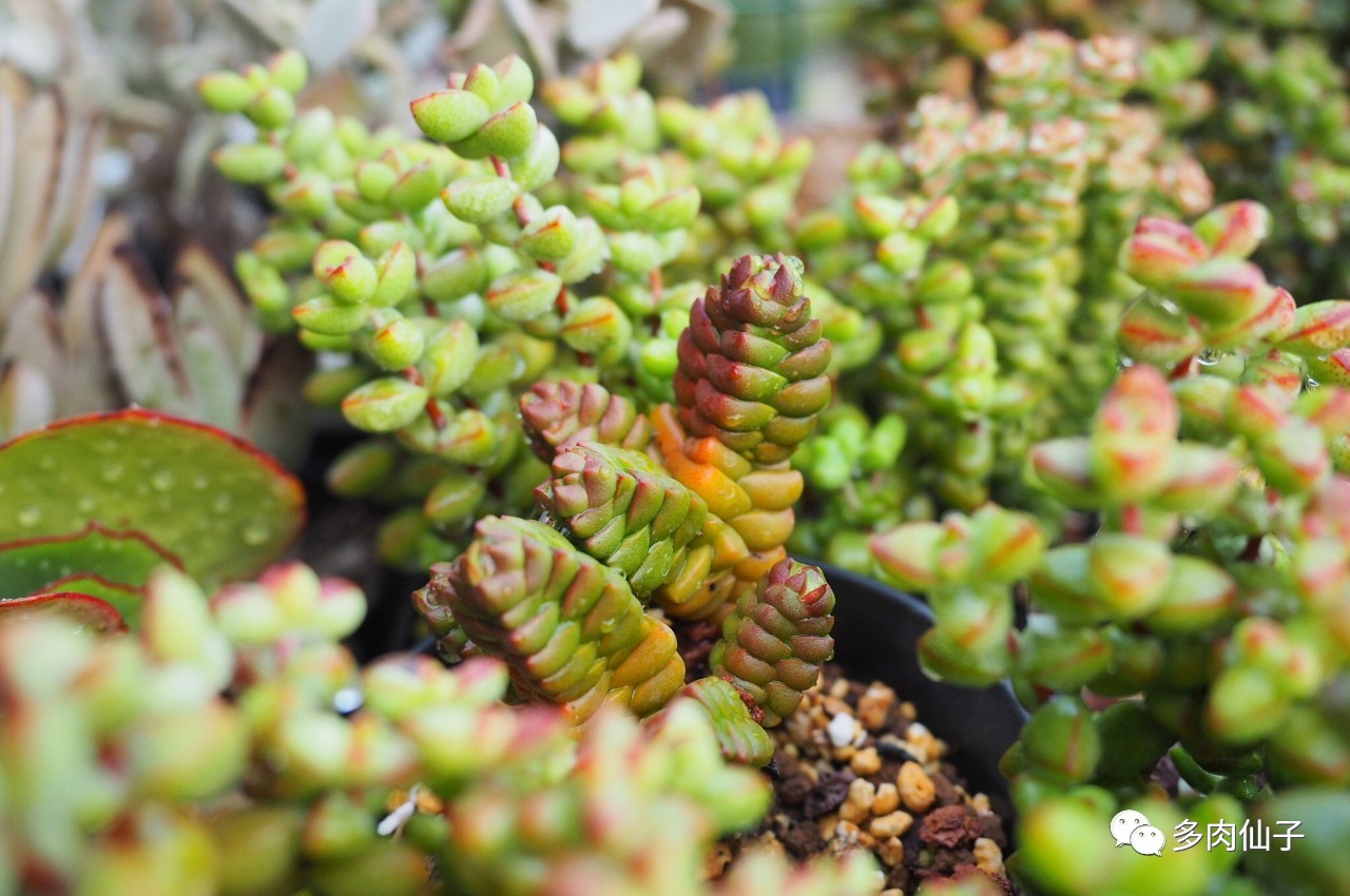 养多肉记住这2点30天长成大胖子,多肉最难伺候的方法