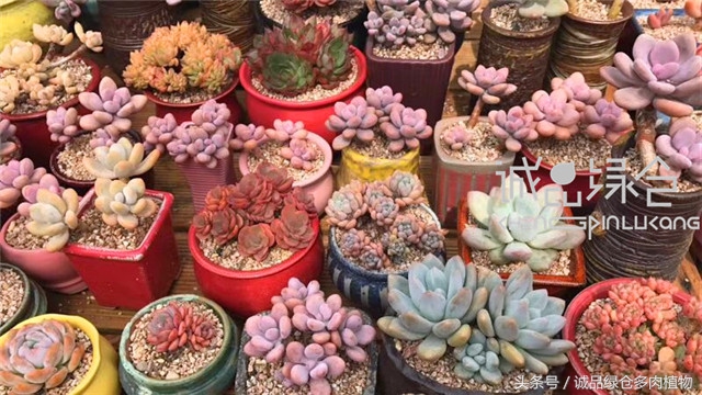 美爆了的韩国多肉植物大棚