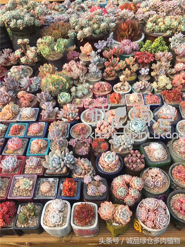 美爆了的韩国多肉植物大棚