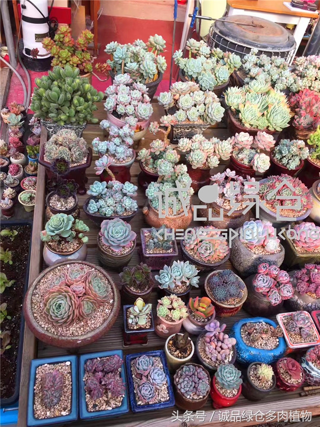 美爆了的韩国多肉植物大棚