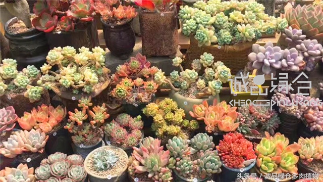 美爆了的韩国多肉植物大棚