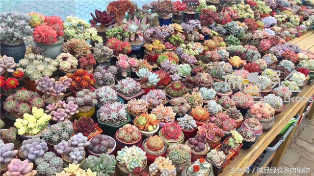 美爆了的韩国多肉植物大棚