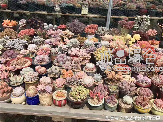 美爆了的韩国多肉植物大棚