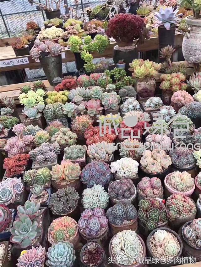 美爆了的韩国多肉植物大棚
