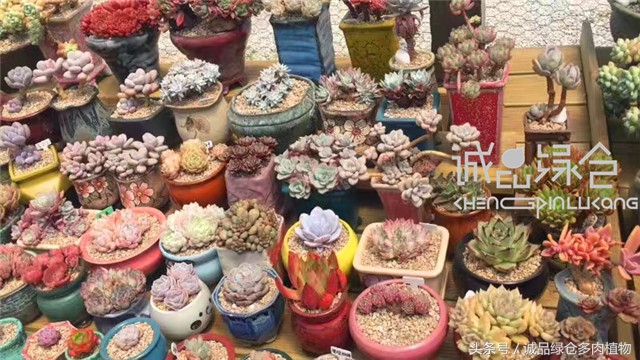 美爆了的韩国多肉植物大棚