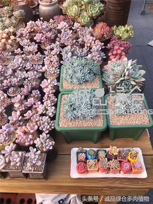 美爆了的韩国多肉植物大棚