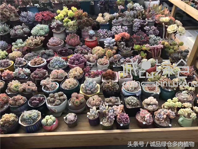美爆了的韩国多肉植物大棚