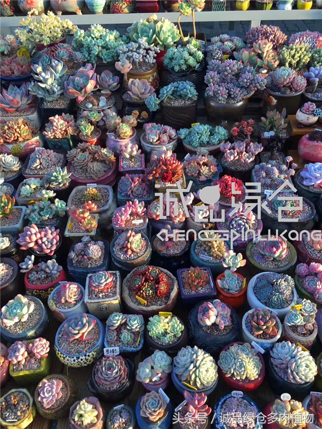 美爆了的韩国多肉植物大棚