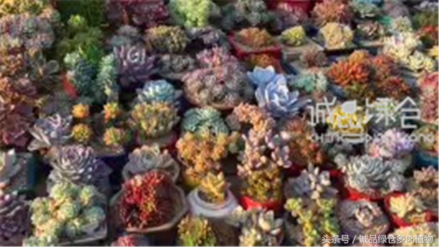美爆了的韩国多肉植物大棚