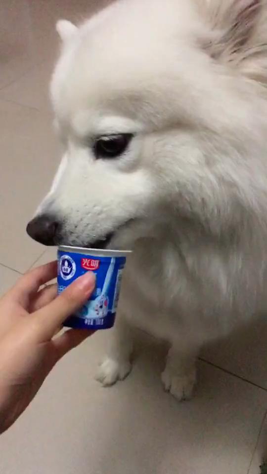 狗狗喂药好难喂怎么喂才好,如何正确给狗狗喂液体药