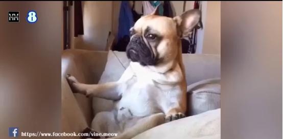 博美十大最合适懒人养的狗排名,十大蠢狗排名博美犬