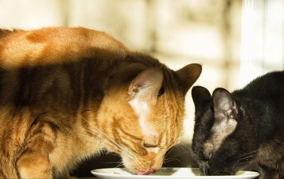 养宠小知识猫咪感冒吃什么,猫咪喂养中容易出现的身体问题