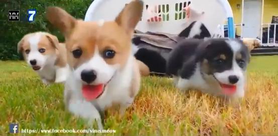 博美十大最合适懒人养的狗排名,十大蠢狗排名博美犬