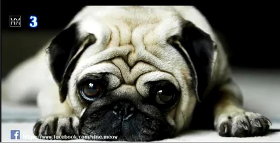 博美十大最合适懒人养的狗排名,十大蠢狗排名博美犬