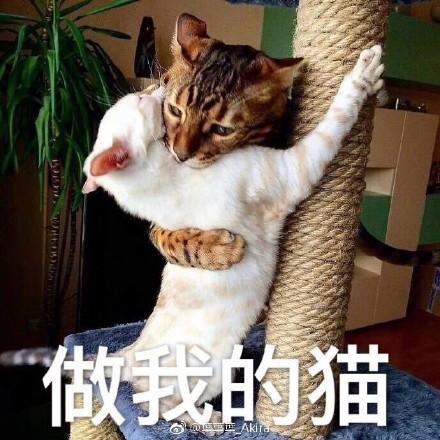养宠小知识猫咪感冒吃什么,猫咪喂养中容易出现的身体问题