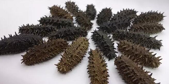 海参有上千种都是一样的吗,全世界海参有多少品种