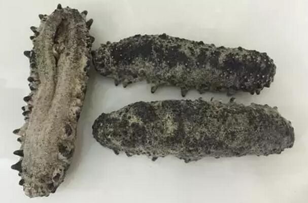 海参有上千种都是一样的吗,全世界海参有多少品种