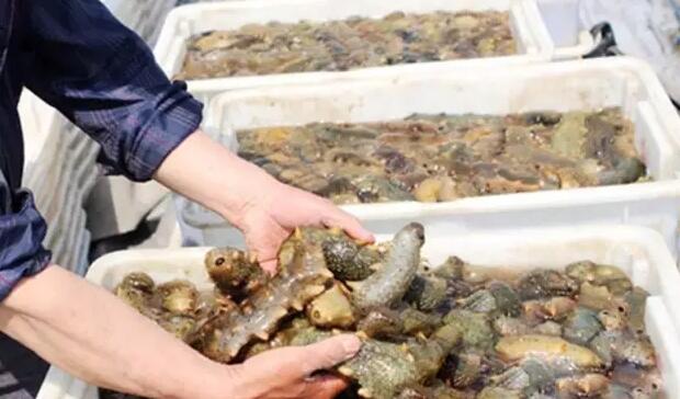 海参有上千种都是一样的吗,全世界海参有多少品种