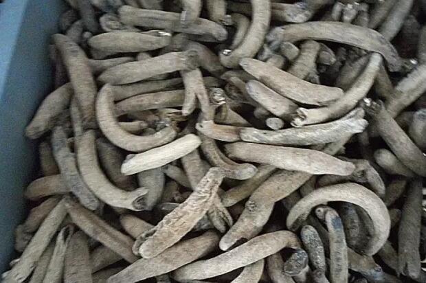 海参有上千种都是一样的吗,全世界海参有多少品种